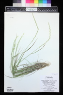 Elymus trachycaulus image