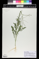 Sisymbrium altissimum image