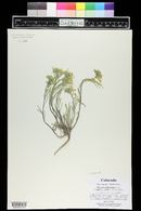 Physaria ludoviciana image