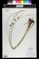 Juncus arcticus image