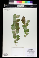 Symphoricarpos occidentalis image