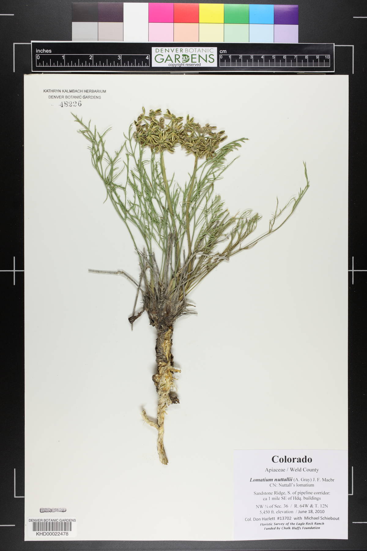 Lomatium nuttallii image