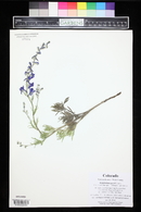 Delphinium geyeri image