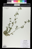 Medicago lupulina image