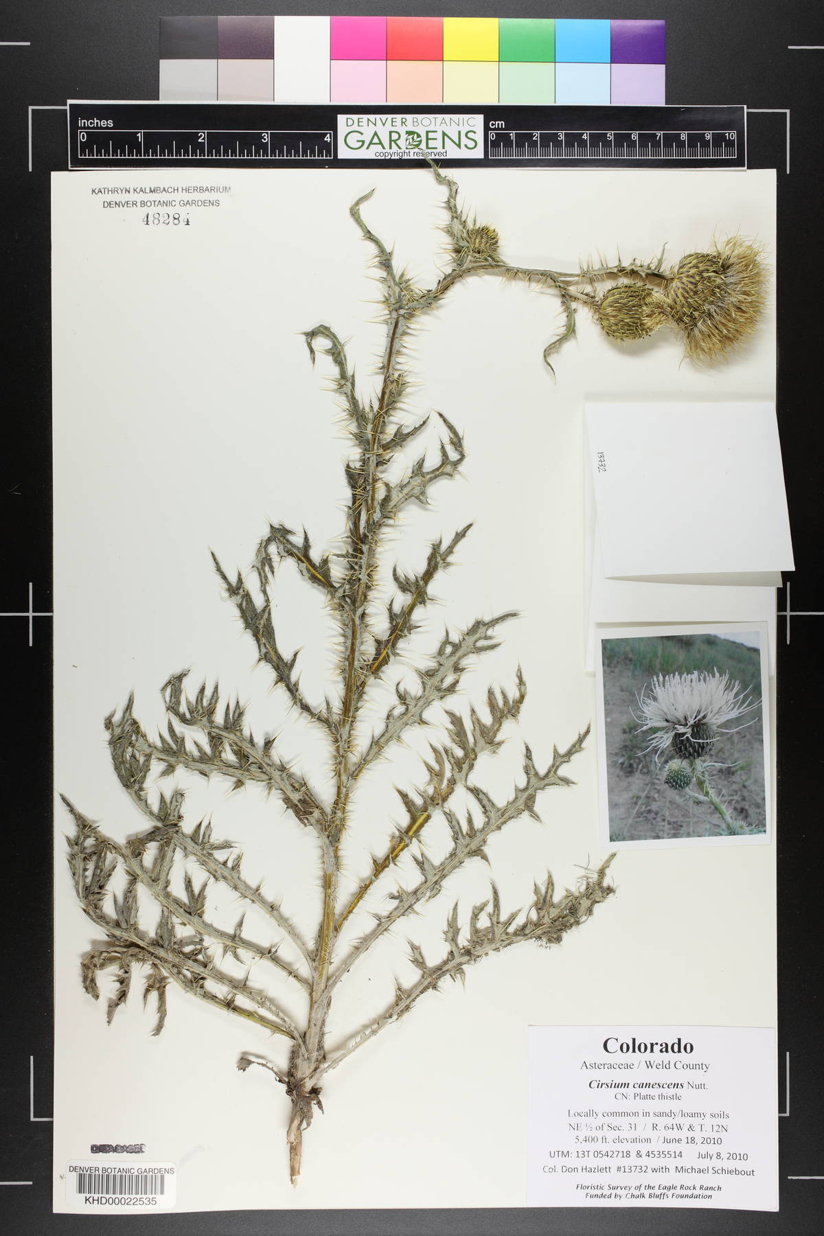 Cirsium canescens image