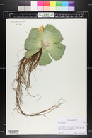 Pistia stratiotes image