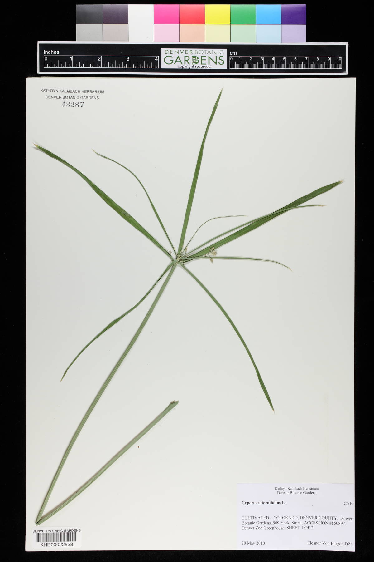 Cyperus alternifolius image