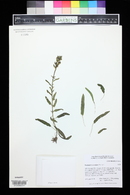 Pedicularis crenulata image