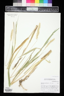 Phalaris arundinacea image