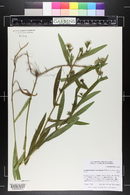 Symphyotrichum lanceolatum image