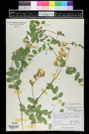 Lathyrus pauciflorus image