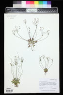 Androsace septentrionalis image