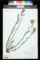 Castilleja miniata image