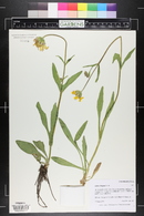 Arnica fulgens image