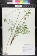 Pseudocymopterus montanus image