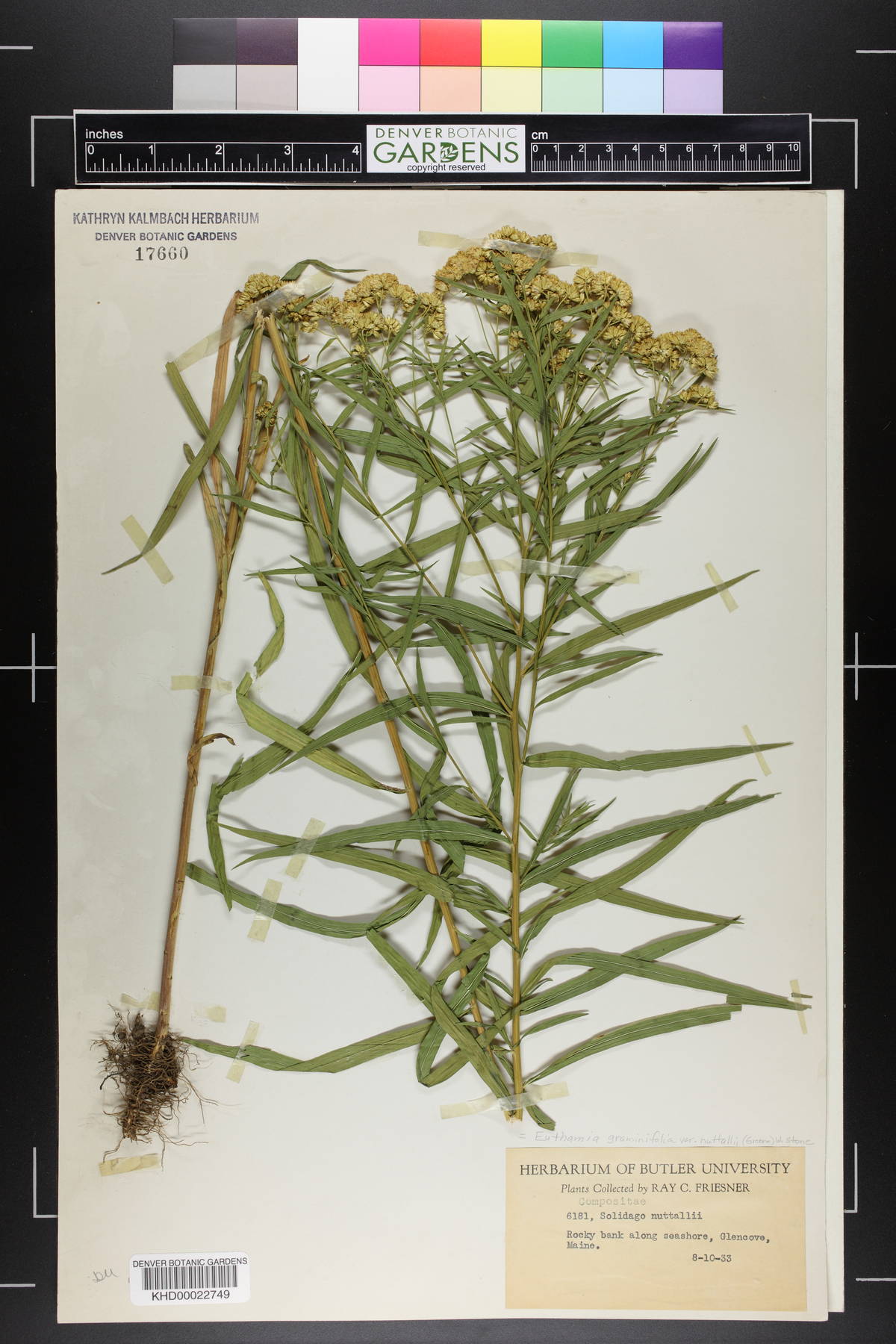 Solidago nuttallii image