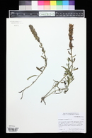 Pedicularis crenulata image