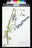 Delphinium ramosum image