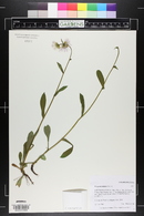 Erigeron eximius image