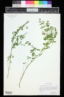 Micromeria thymifolia image