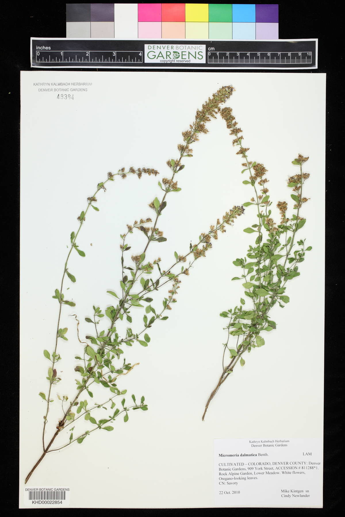 Clinopodium dalmaticum image