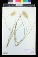 Pennisetum villosum image