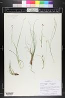 Carex geophila image