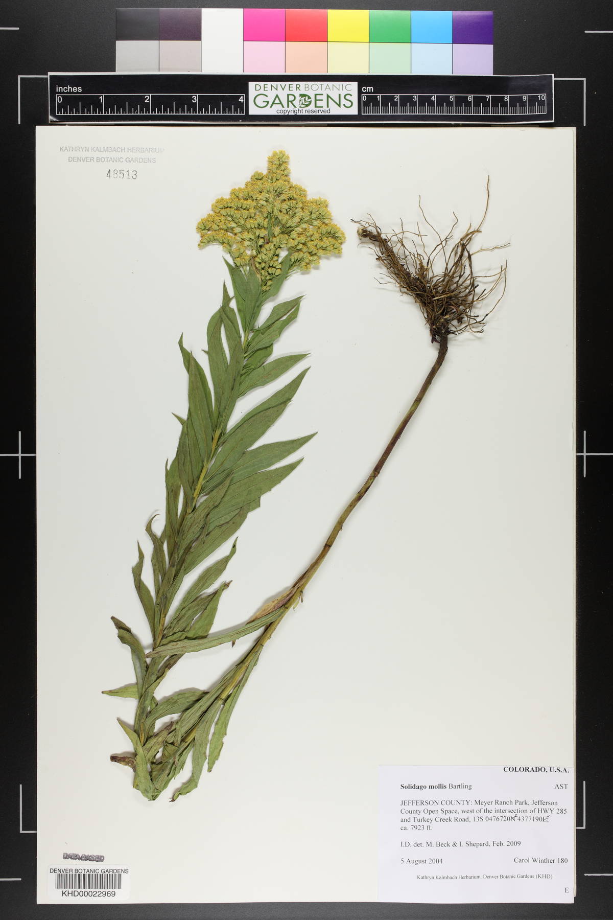 Solidago mollis image