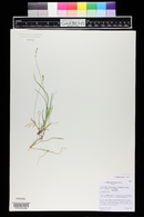 Carex disperma image