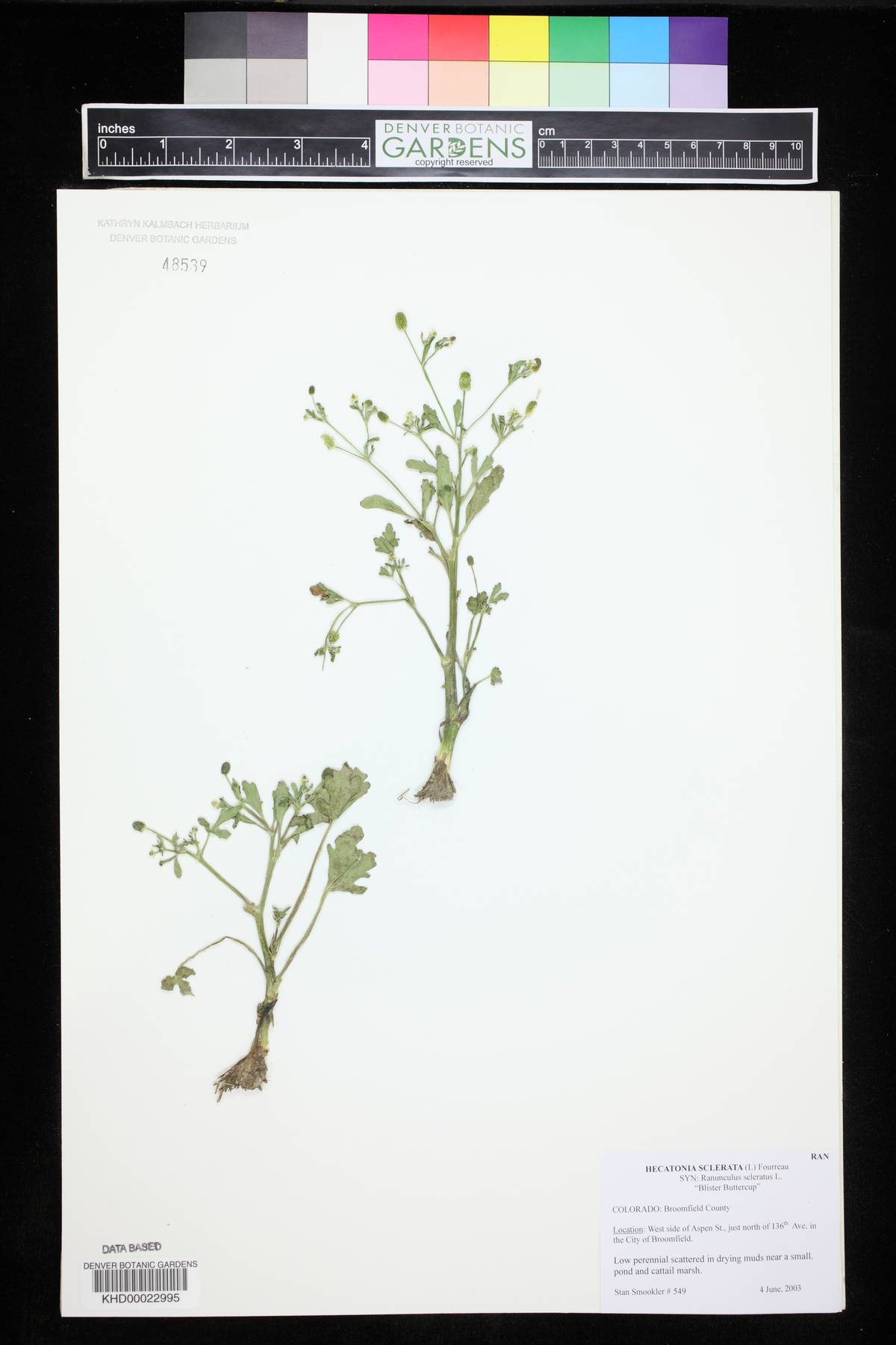 Hecatonia scelerata image