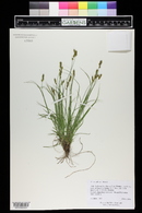 Carex vallicola image