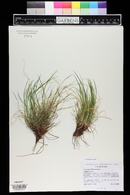 Carex rossii image