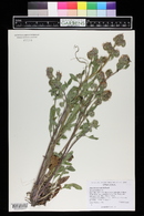 Phacelia heterophylla image