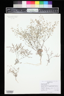 Eriogonum cernuum image