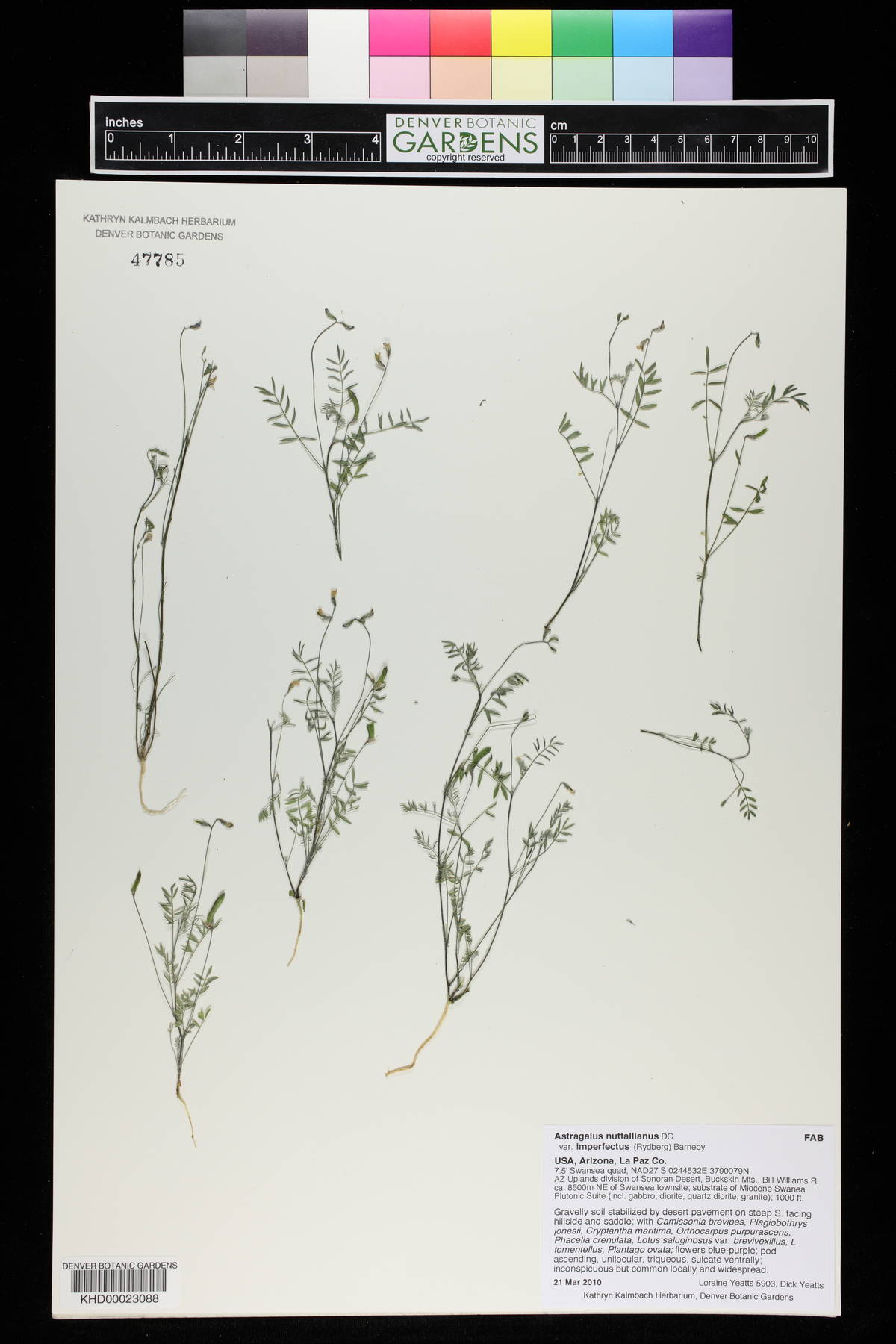 Astragalus nuttallianus var. imperfectus image