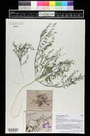 Astragalus insularis var. harwoodii image