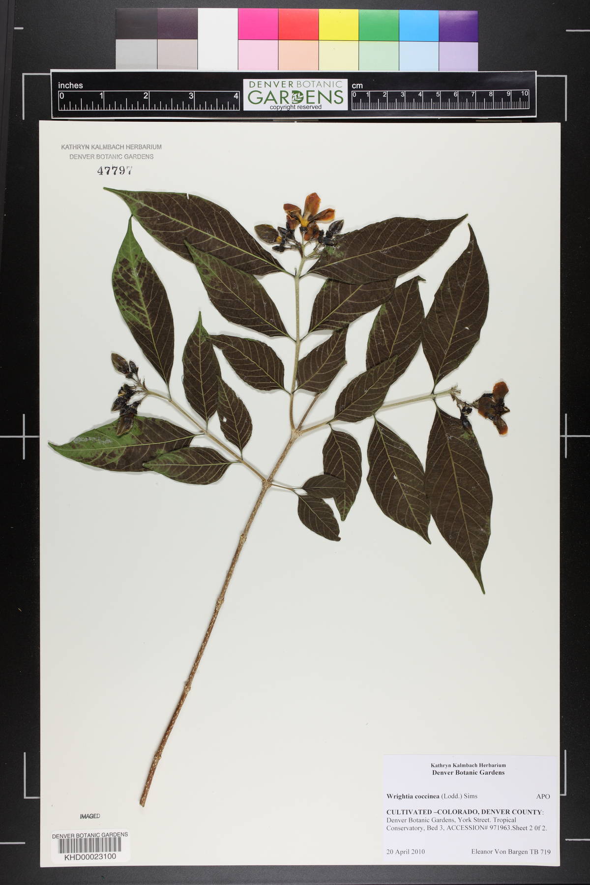 Wrightia coccinea image