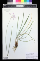 Tulbaghia violacea image