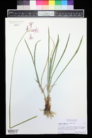 Tulbaghia violacea image