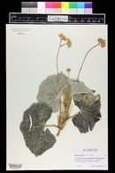 Begonia venosa image