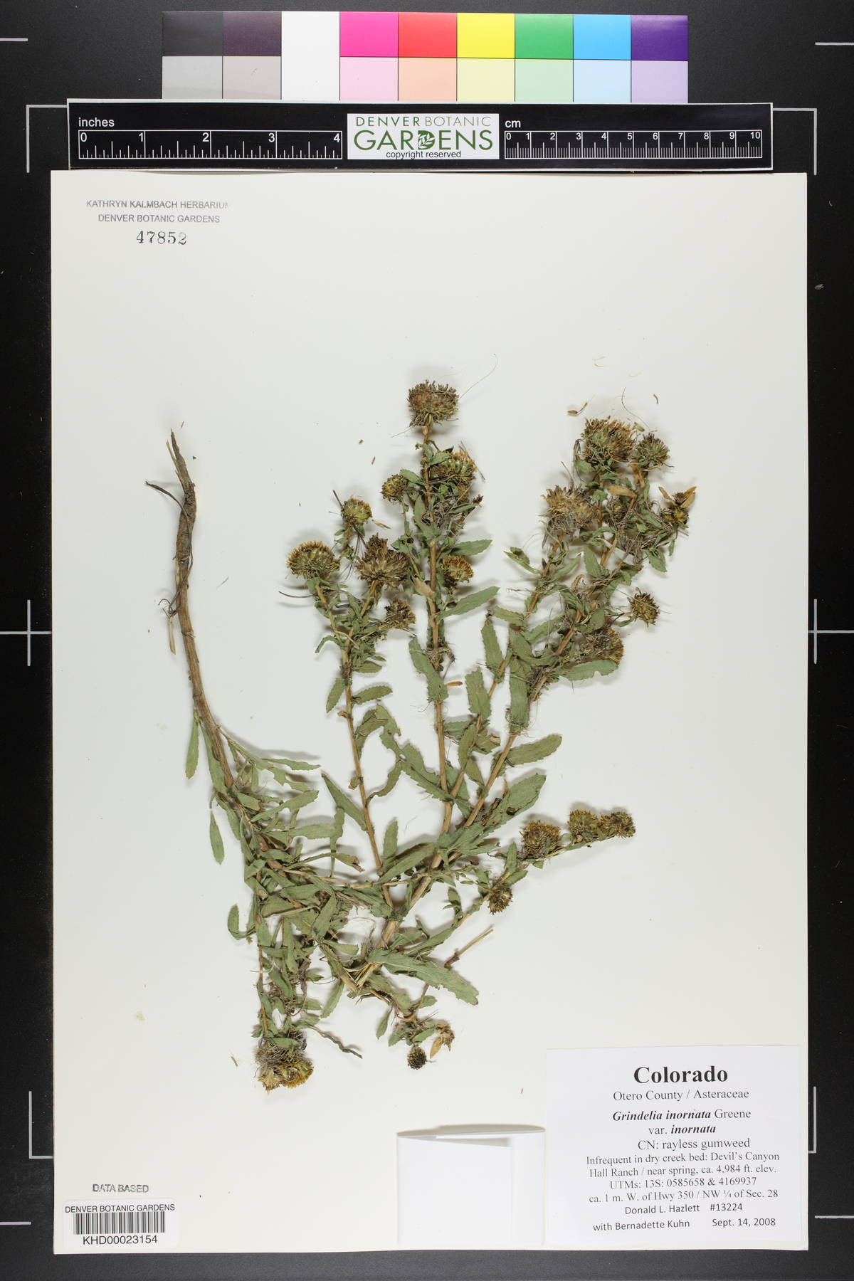 Grindelia inornata image