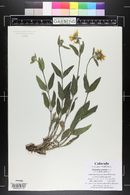 Helianthus pumilus image