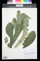 Verbascum thapsus image