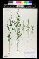 Chenopodium fremontii image