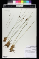 Juncus arcticus image