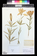Lilium montanum image