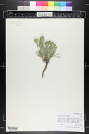 Physaria calcicola image