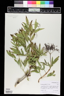 Sambucus cerulea image