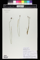 Juncus drummondii image