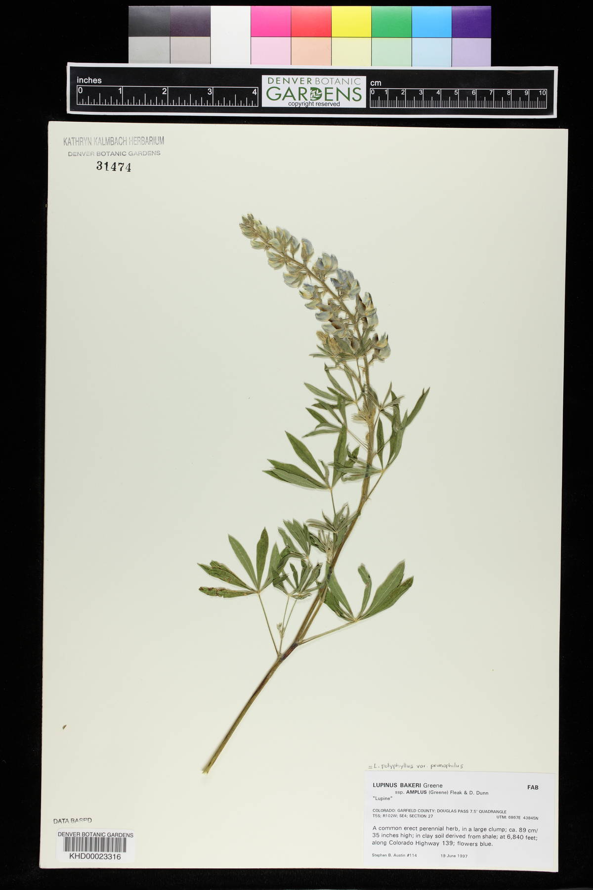 Lupinus bakeri image